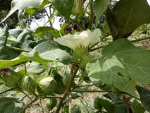 BomullsPlant Gossypium Herbaceum arkivfoto BomullsPlant Gossypium Herbaceum arkivfoto